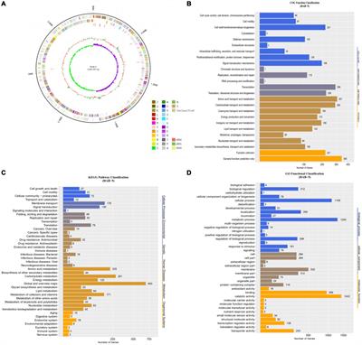 Comparative genomic analysis of Bacillus atrophaeus HAB-5 reveals genes associated with antimicrobial and plant growth-promoting activities